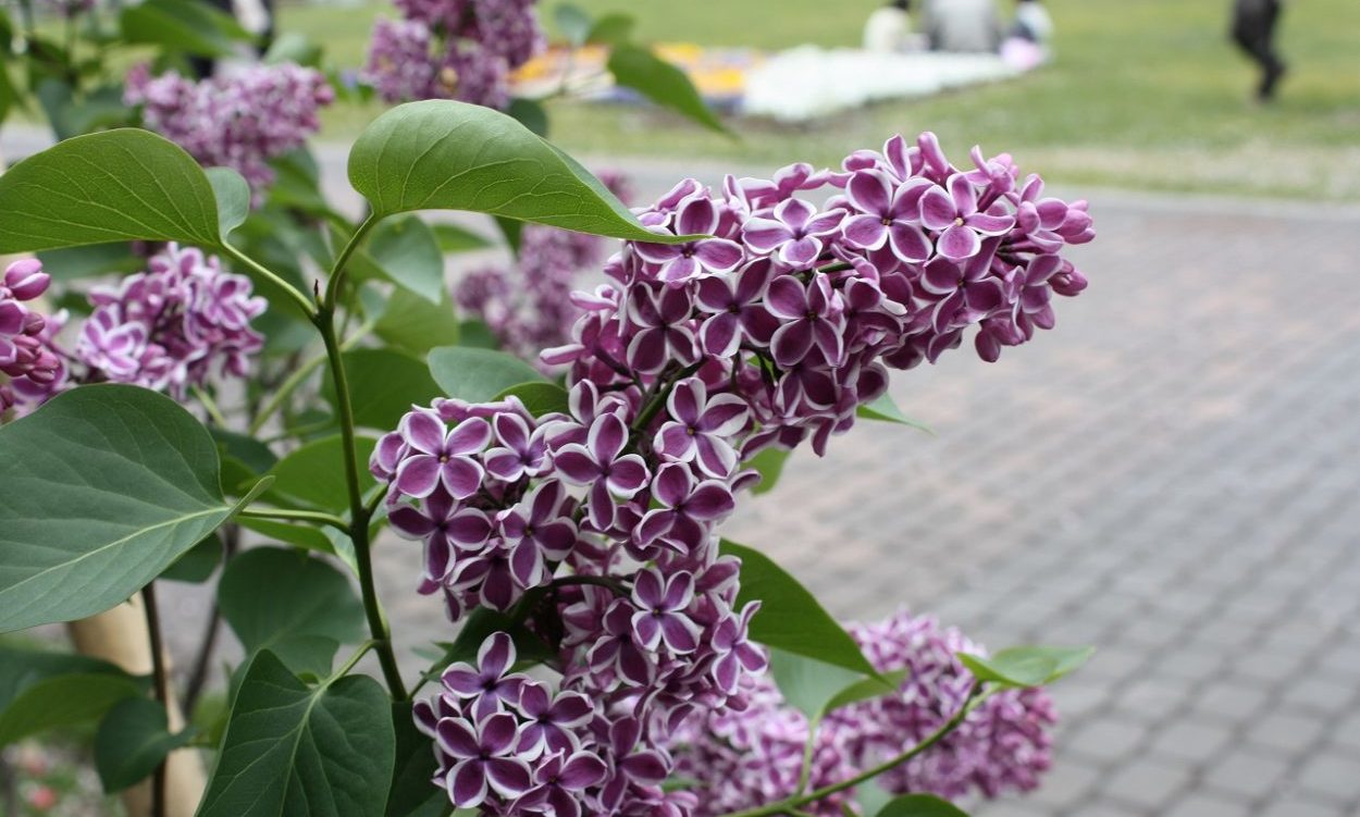 cropped-090525-094-e1574855553790.jpg